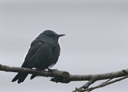 Blue Rock Thrush
