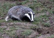 Badger