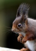 Red Squirrel