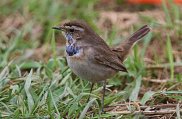 Bluethroat 2