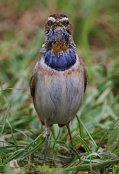 Bluethroat 4