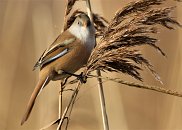 Bearded Tit (female)