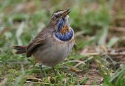 Bluethroat