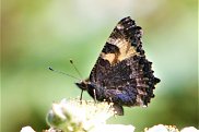 Small Tortoiseshell 2