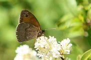 Small Heath 2