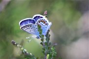 Silver Studdied Blue 3