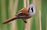 Bearded tit 2