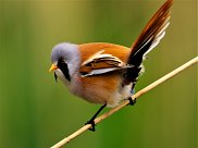 Bearded Tit 7