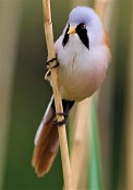 Bearded Tit 6
