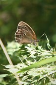 Ringlet 3