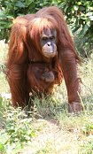 Orangutan 3
