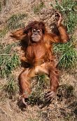 Orangutan 4