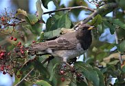 Black Throated Thrush 3
