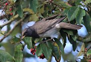 Black Throated Thrush 2