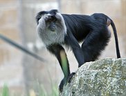 Lion Tailed Monkey