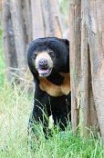 Sun Bear