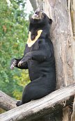 Sun Bear 2