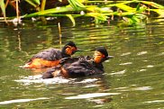 Black Necked Grebe 2