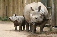 Rhino 2