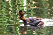 Black Necked Grebe 5