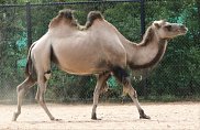 Camel,Bactrian.