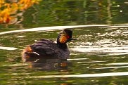 Black Necked Grebe 4