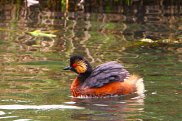Black Necked Grebe