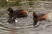 Black Necked Grebe 7