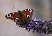 Peacock 4