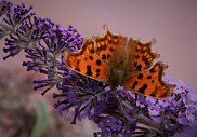 Comma