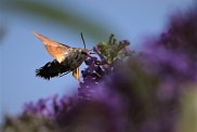 Hummingbird Hawk Moth