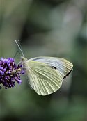 Large White 2