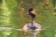 Black Necked Grebe 8