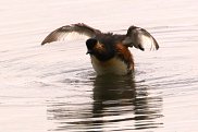 Black Necked Grebe 6