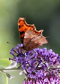 Comma 3