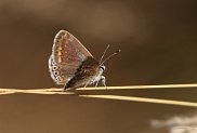 Common Blue (female)