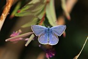 Common Blue