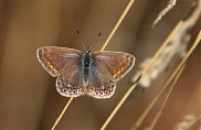 Common Blue 2