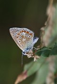 Common Blue 3