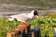 Black Headed Gull
