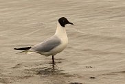 Black Headed Gull 2