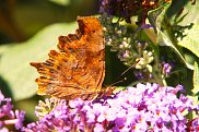 Comma 4