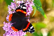 Red Admiral 2