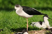 Black Winged Stilt
