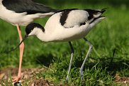 Avocet 4