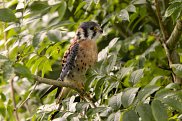 American Kestrel