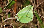 Brimstone 2