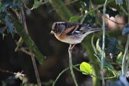 Brambling 2