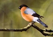 Bullfinch 4