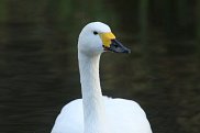 Bewick Swan 2